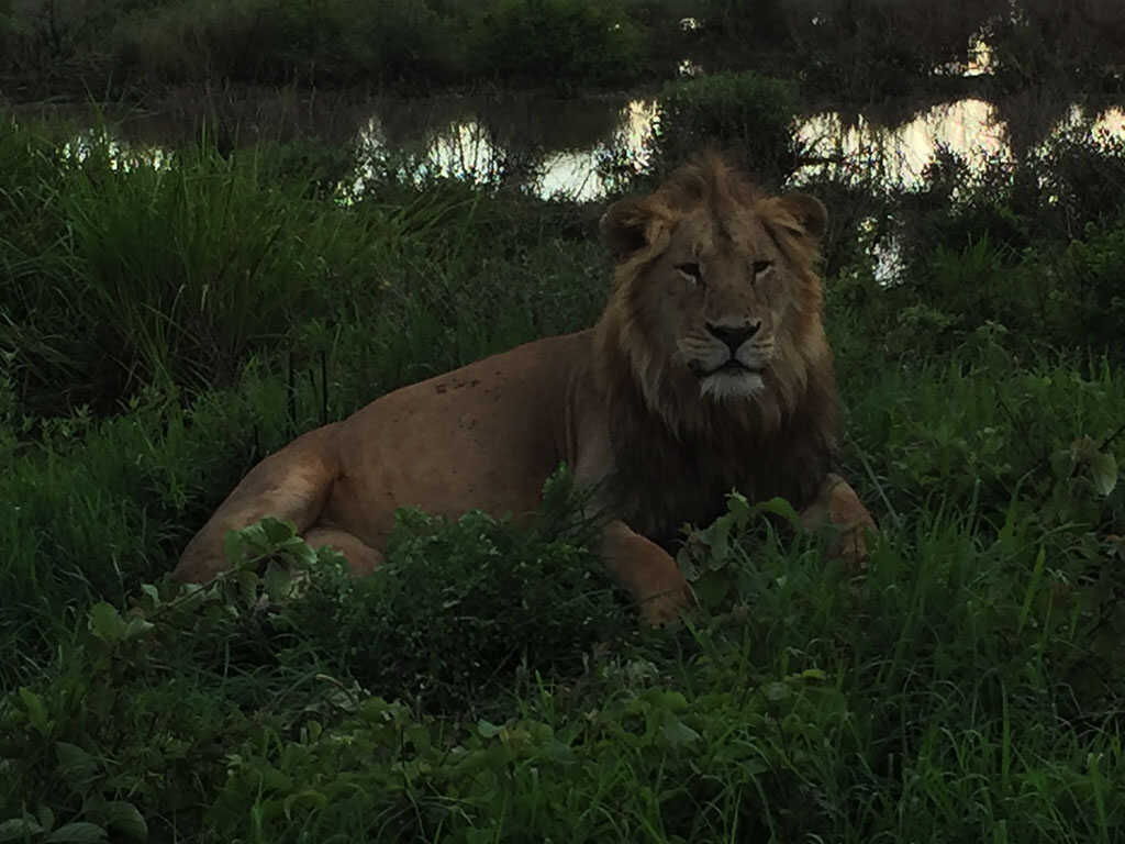 The Happy Travel Planner - Lion - Safari